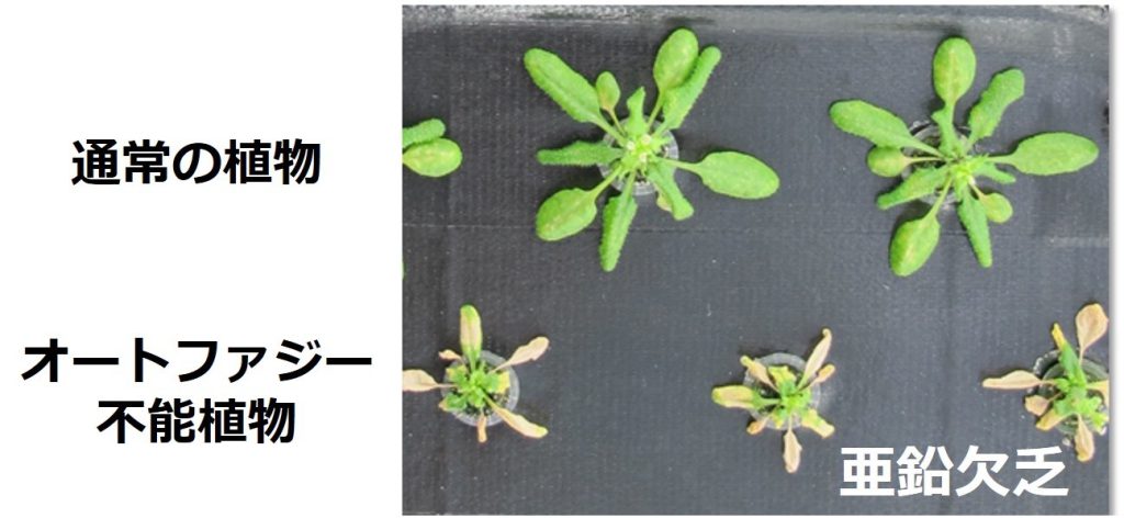 植物の環境適応における細胞内自己分解系『オートファジー』の分子機構