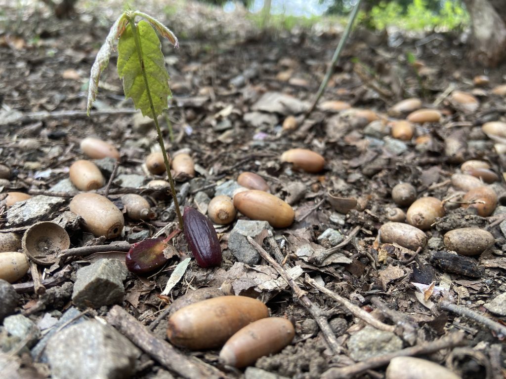 多摩どんぐりの会，身近な自然アクセスからエコロジー経済学の研究へ